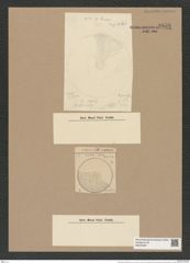 Coscinodiscus diplostictus Grun. (de-Toni-Nr.: Genus 202, Species 5097) Zeichnungen Sammlung Grunow Nr. 8856 (NHMW-BOT-W0378487)